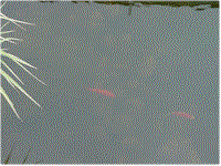 wg21.gif (10581 bytes)